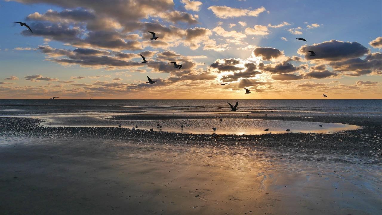 Möven am Ordinger Strand 1 Möven am Ordinger Strand 1